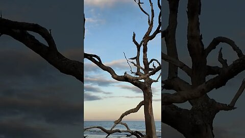 🏝️ Late Afternoon on Driftwood Beach 🏝️ 17 #shorts