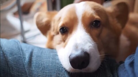 Cutest and Funny Dogs