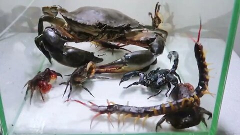 Sea Crab Centipede Emperor Scorpion Water36 8