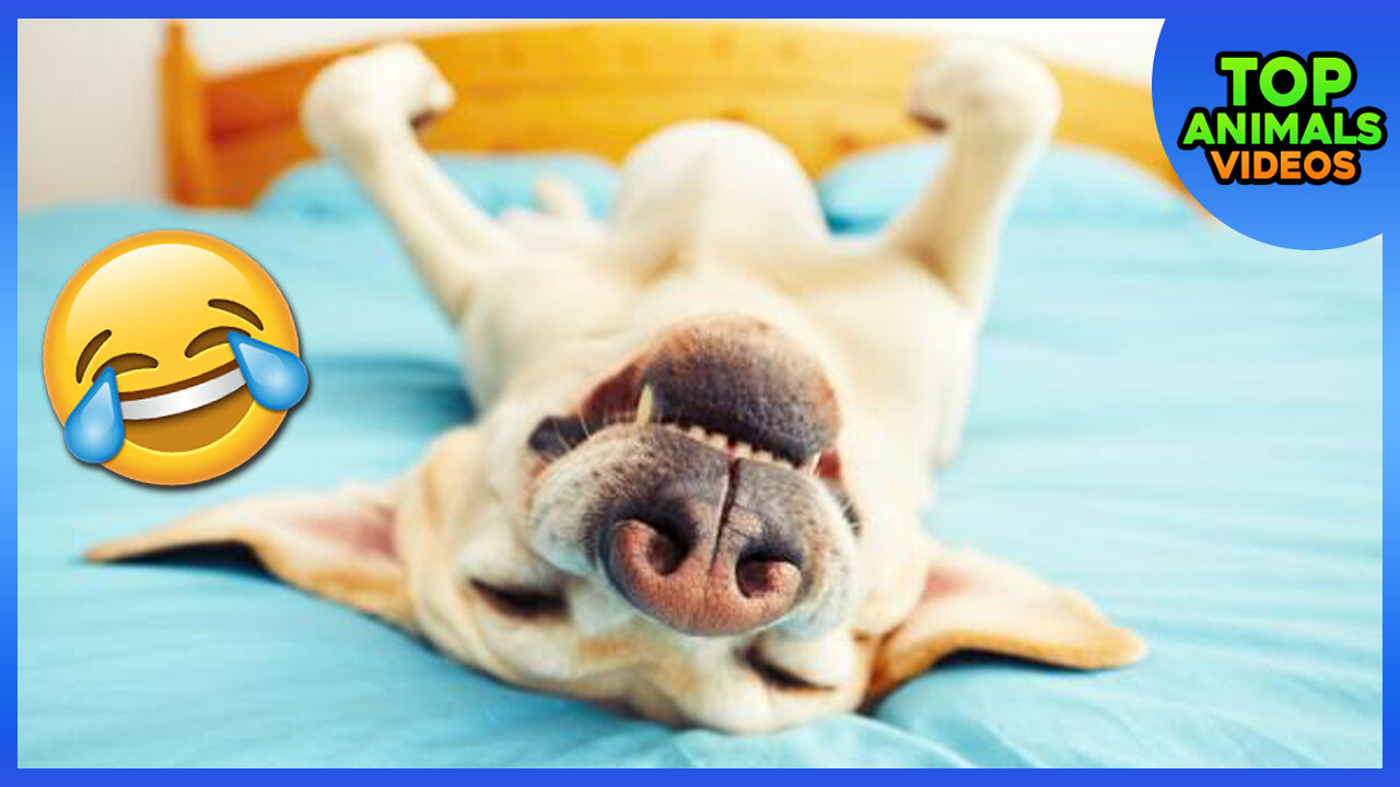 🔴 BEST FUNNY CATS AND DOGS | COMPILATION #1 😱😂