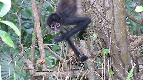 Morning Monkey Business