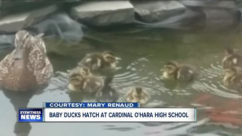 Baby ducks hatch at Cardinal O'Hara HS