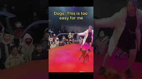 Amazing Dog Shows Off Rope Jumping Skills