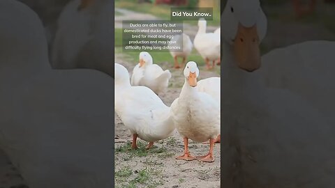 Did You Know.. #Shorts #subscribe