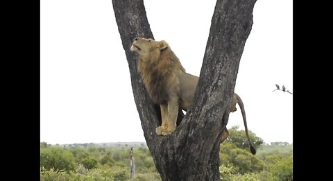 lion catching his meal 🦁