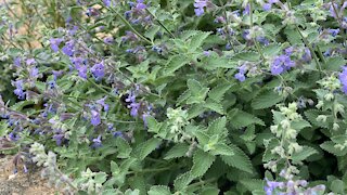 Bees collecting nectars from flowers