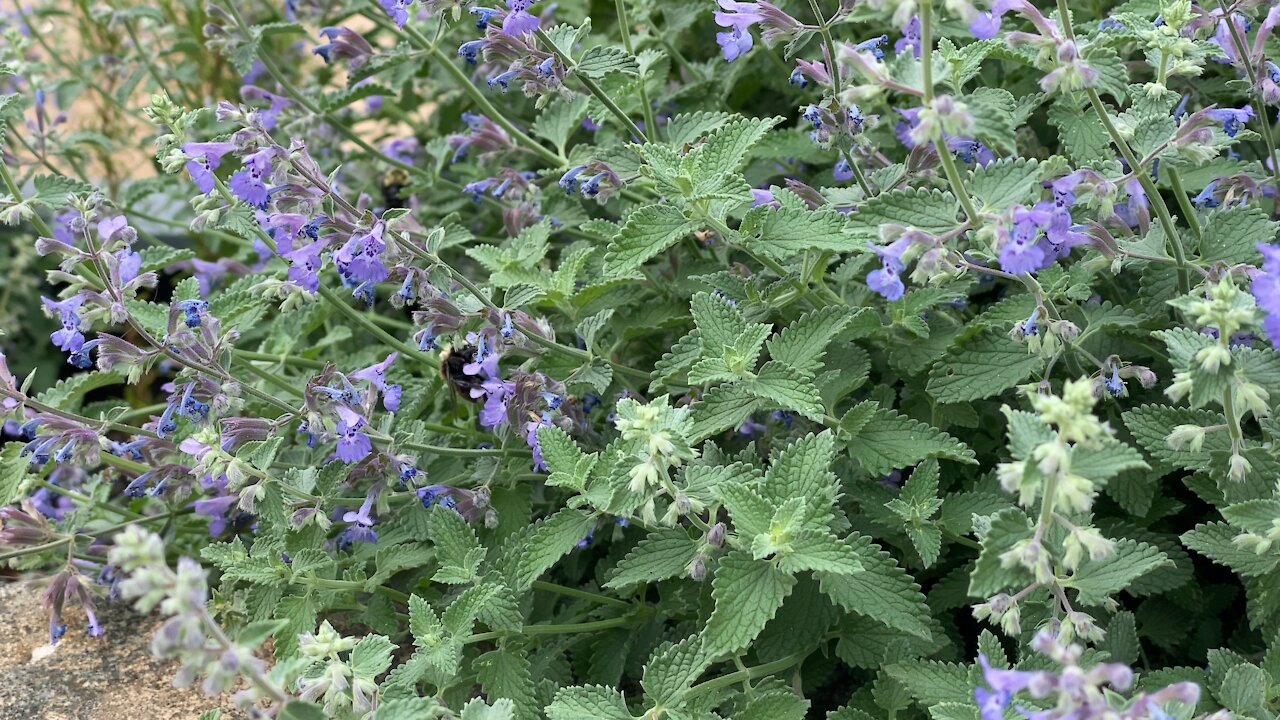 Bees collecting nectars from flowers