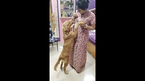 Mom & Dog's Biscuit Bonding Time 🐾❤️