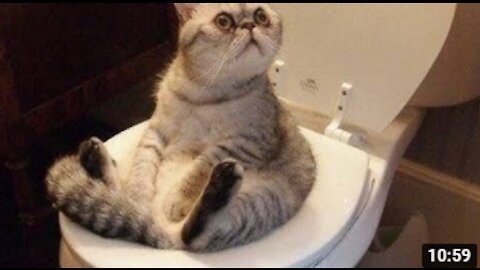 Funniest Animals - Best Of The Funny Animal Videos