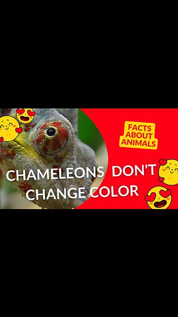 Did you know chameleons actually DON'T change color to blend into their environments?#shorts