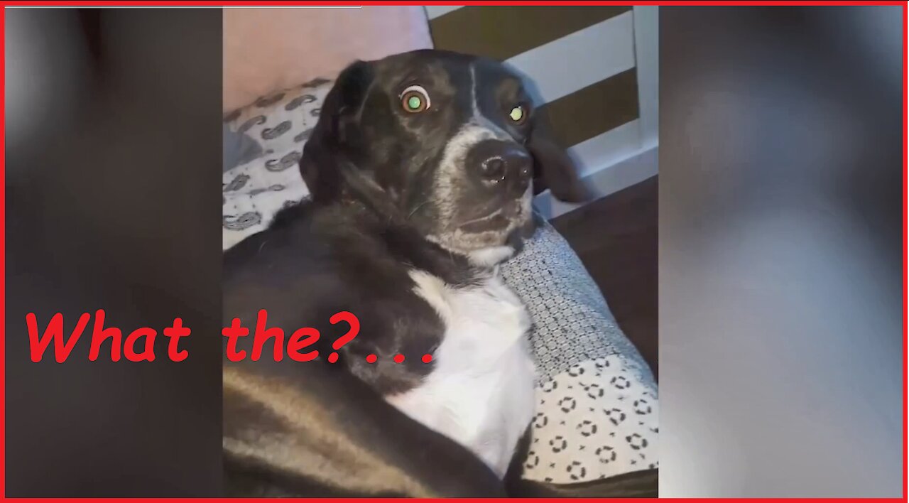 TOP FUNIEST CONFUSED PETS - COMPILATION JUNE 😂 A LOT OF LAUGHS