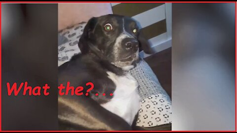 TOP FUNIEST CONFUSED PETS - COMPILATION JUNE 😂 A LOT OF LAUGHS