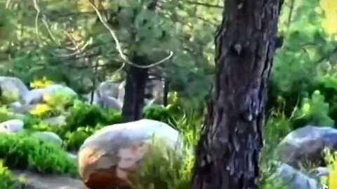Cryptid Sighting