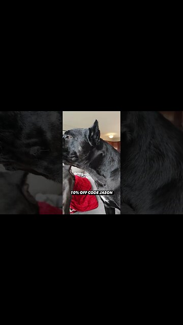 Cane Corso Protects WOLF plushie #shorts #dog #canecorso