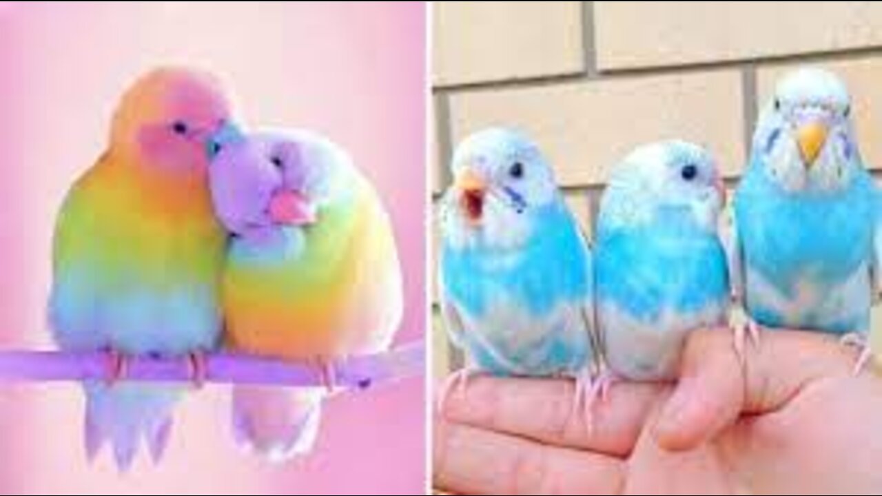 Intelligent and funny, colorful parrots, wonderful training parrot.