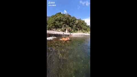 Dog Swimming...
