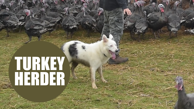 Farmer finds way of herding turkeys with ingenious technique - using a sheep dog