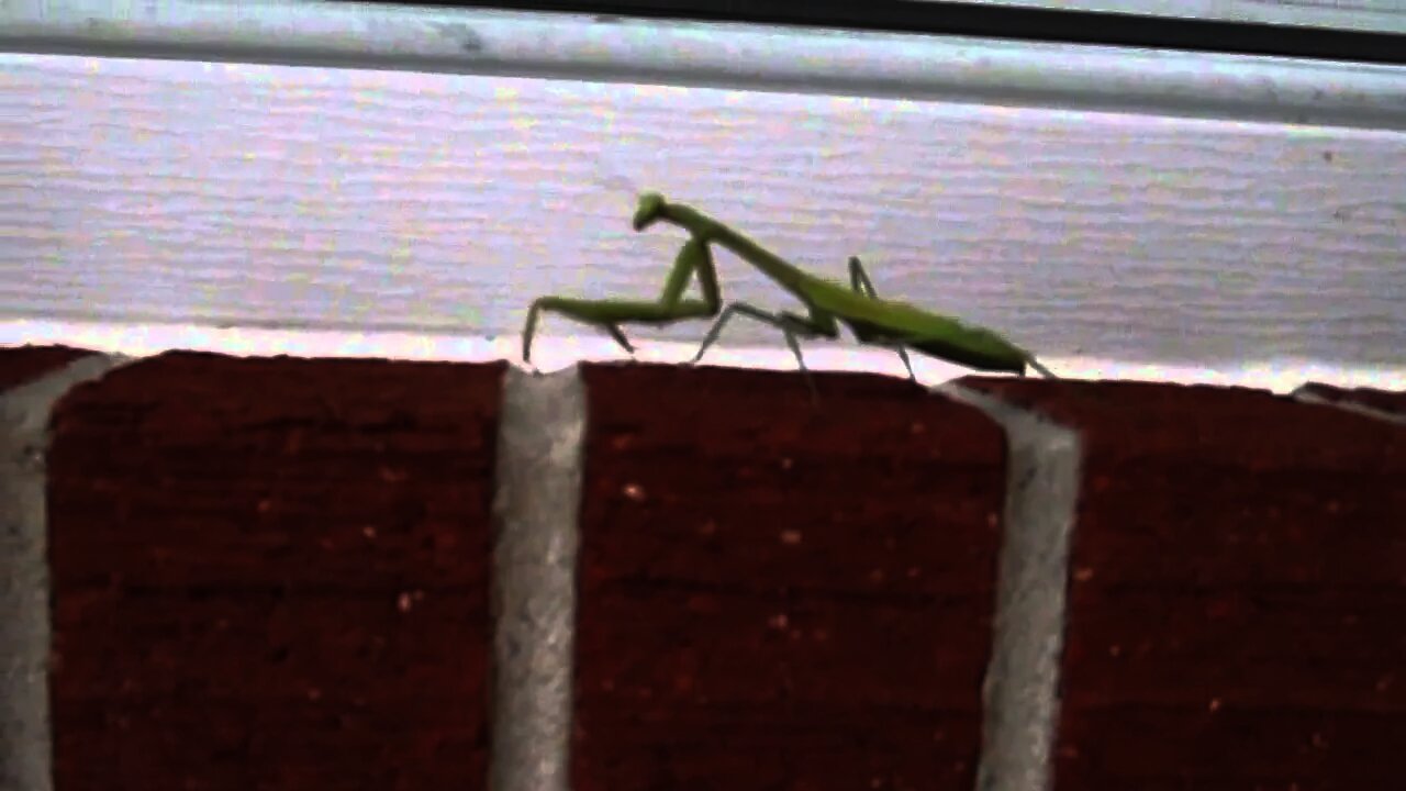 You willl never believe what this Praying Mantis does