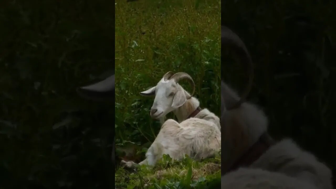 Hi Goat 🐐 #yorkshire #goat #yorkshire #nature