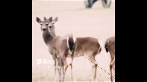 Deer on the Battlefield