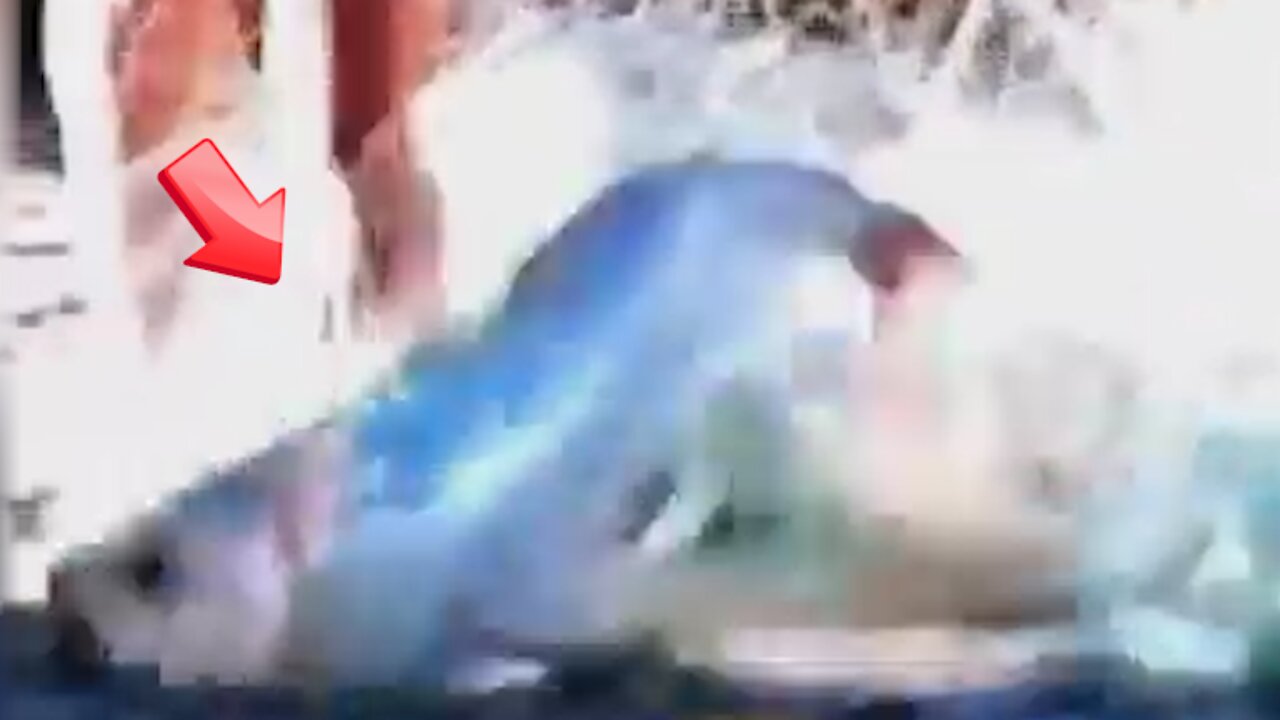 Composite of terrestrial animals and fish running around [conspiracy]