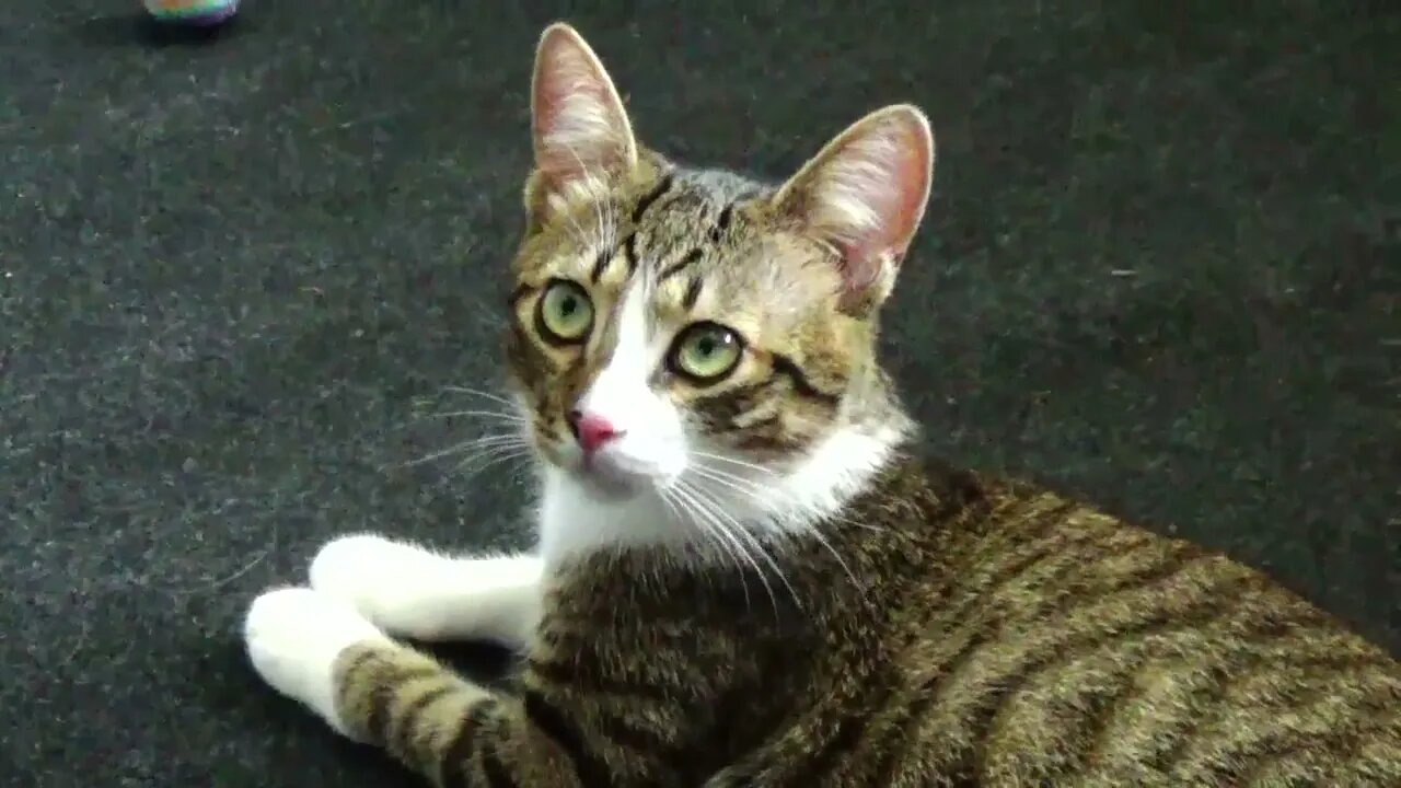 Kitty, Look at Me