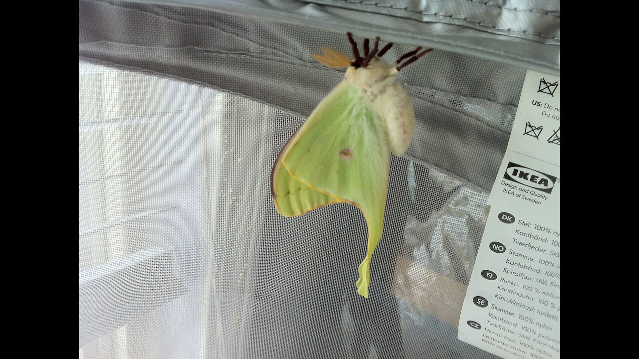 Luna Moth emerging from his cocoon