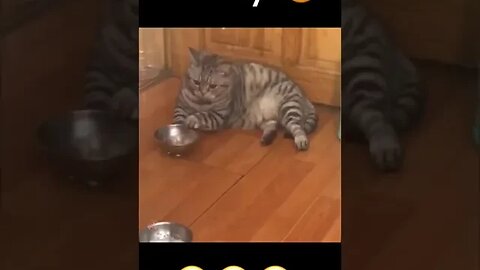 CAT VIDEO