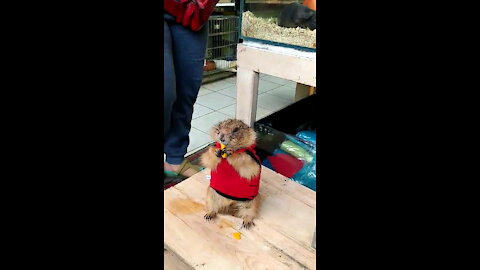 Thai pet beaver