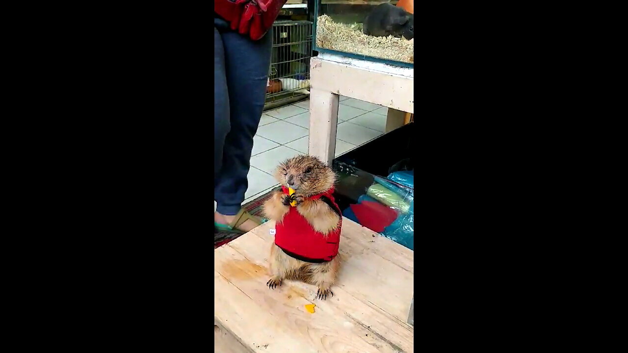 Thai pet beaver