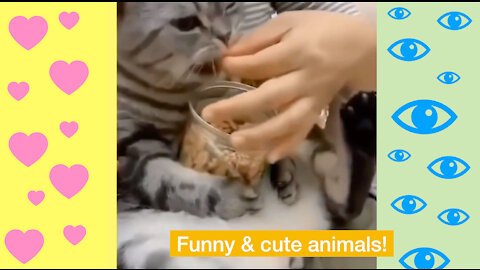 Funny, cute animals! #1
