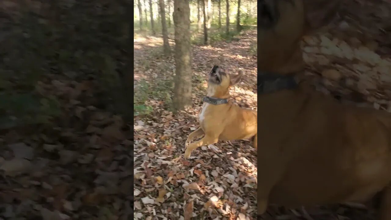 doggo wants the squirrels #doggo #dog #outdoors #outdoordog