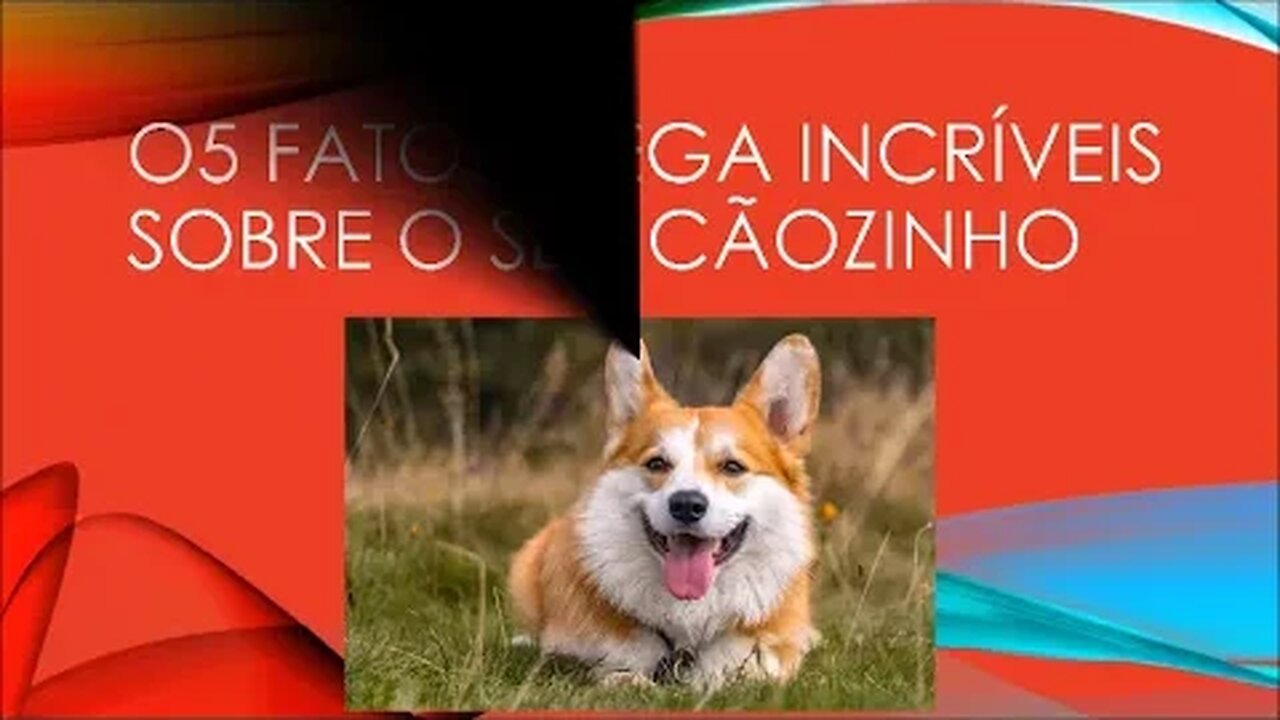 05 FATOS INCRÍVEIS SOBRE SEU CÃOZINHO