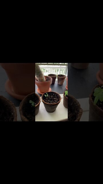 Do I Have A Green Thumb? | Amateur Gardener Plants From Seed | Just Trying To Be A Plant Mom