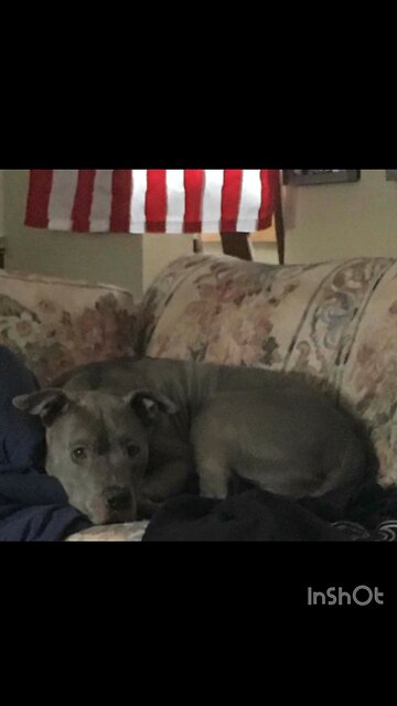 Amazing dogs and Hunter Biden with Hookers