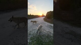 German Shepherds and the Sunset