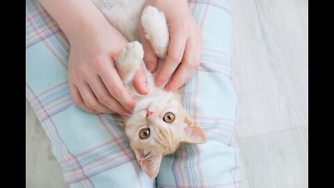 The Life of a Funny and Cute Cat