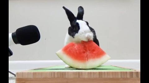 ASMR | Rabbit eating watermelon is very cutie🐇🤗