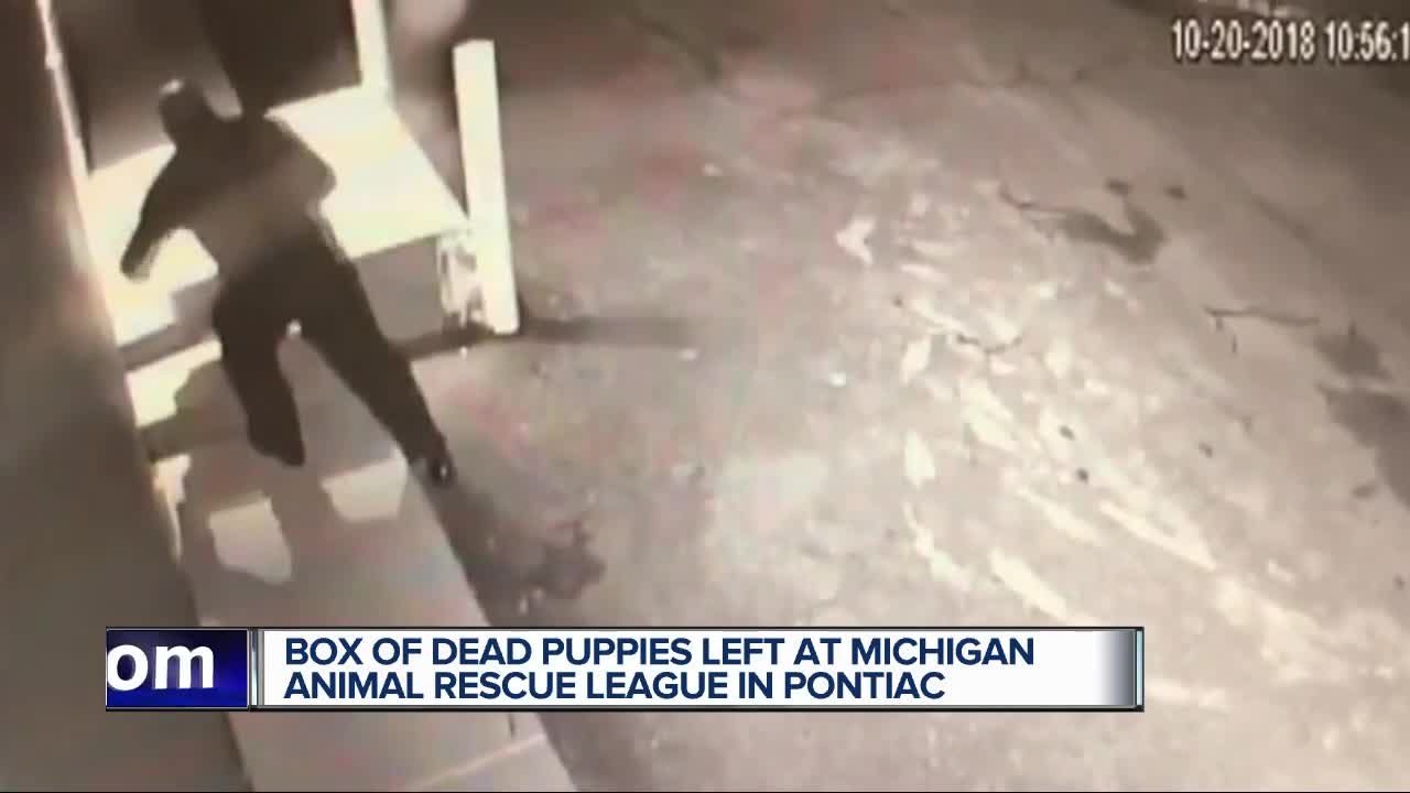 Box of seven deceased puppies left outside animal shelter in Pontiac