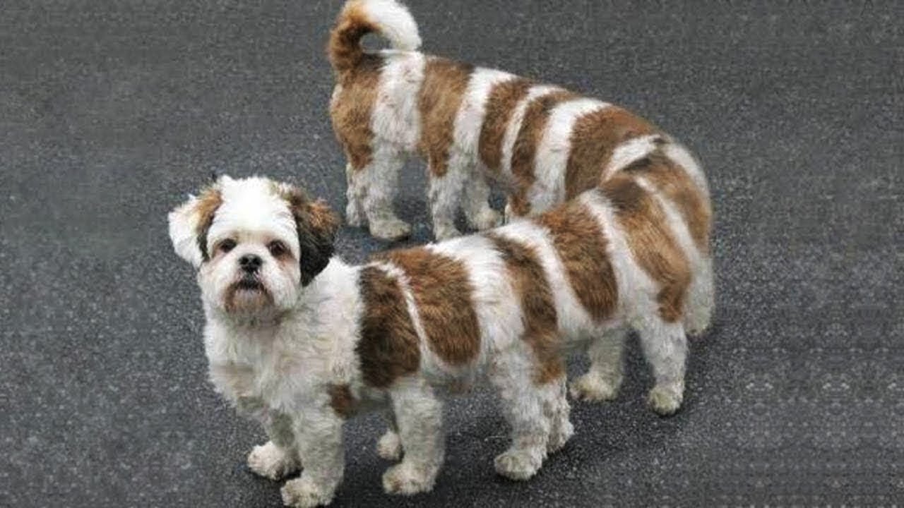 Best Funny Cat Videos - TRY NOT TO LAUGH 😂😹