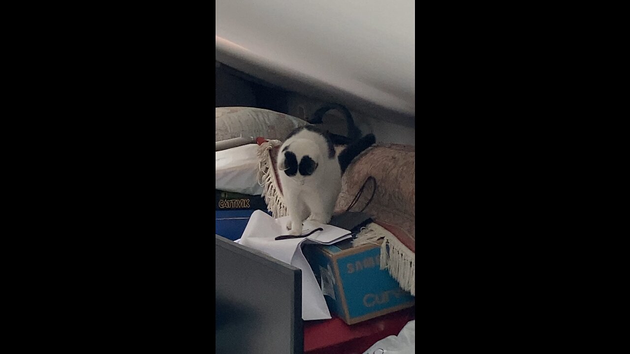 crazy cool cat