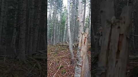 Old Christmas Tree Farm! #nature #Canada #history