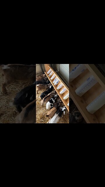 Mornings are always a little crazy #shorts #bottlebabygoats
