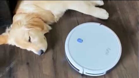 Même l'aspirateur robot ne peut réveiller ce chien