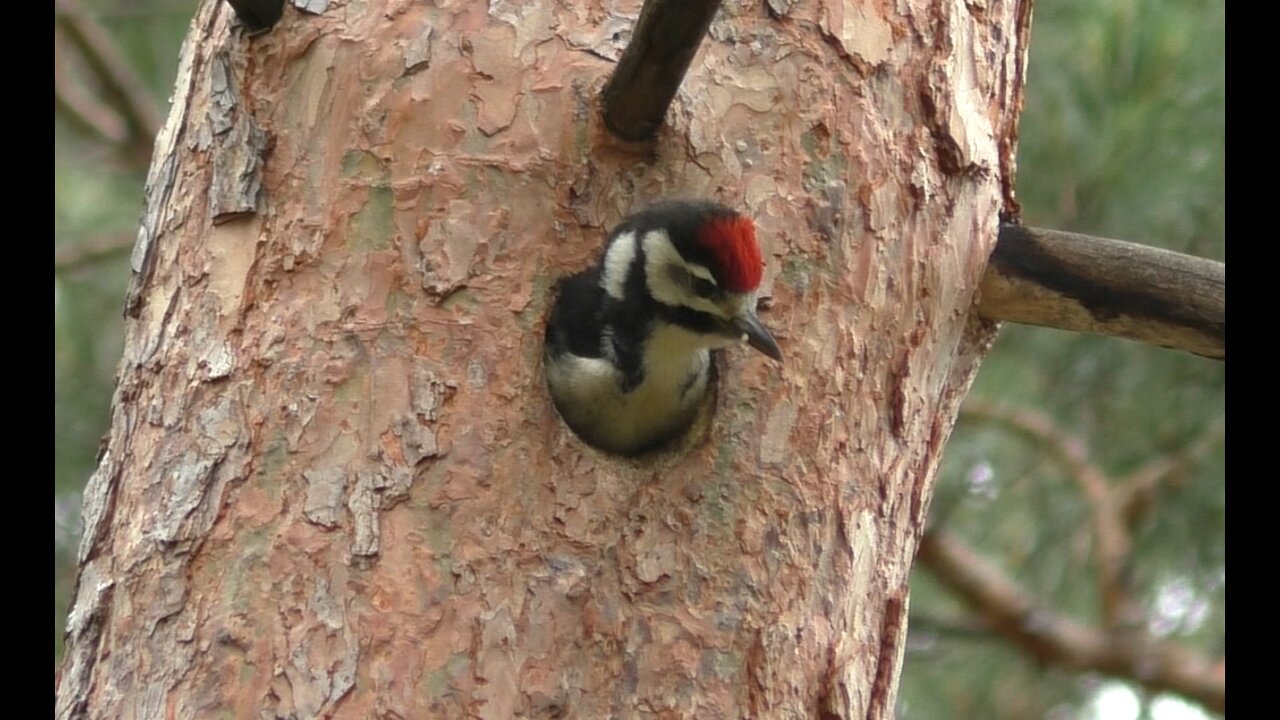 Woodpecker chick