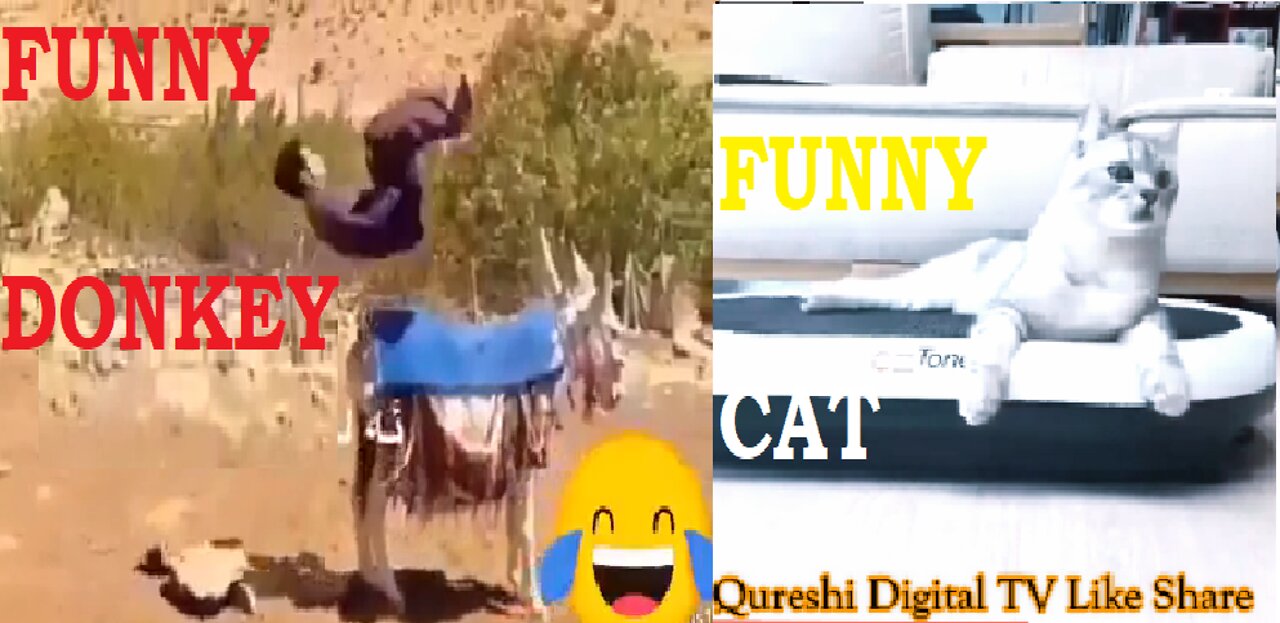 funny cats | funny donkey | Cute cat | qureshi digital tv