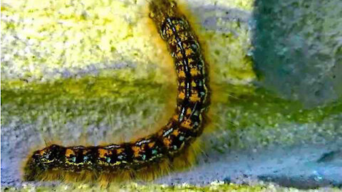 IECV NV #31 - 👀 Western Tent Caterpillar On The Run 5-23-2014