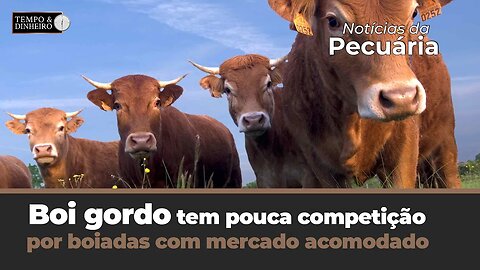 Boi gordo tem pouca competição e mercado parado. Mercado externo tem bons resultados