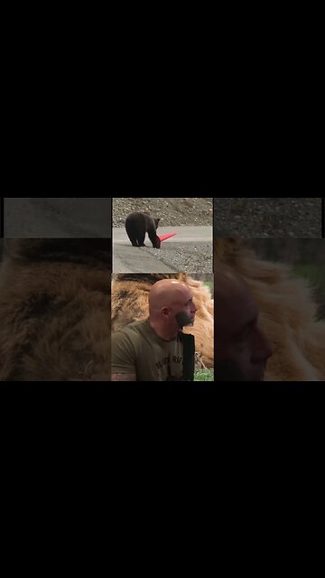 Bear pickups Traffic cone - Joe Rogan and Neil Degrasse Tyson reacting to bear video