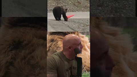 Bear pickups Traffic cone - Joe Rogan and Neil Degrasse Tyson reacting to bear video